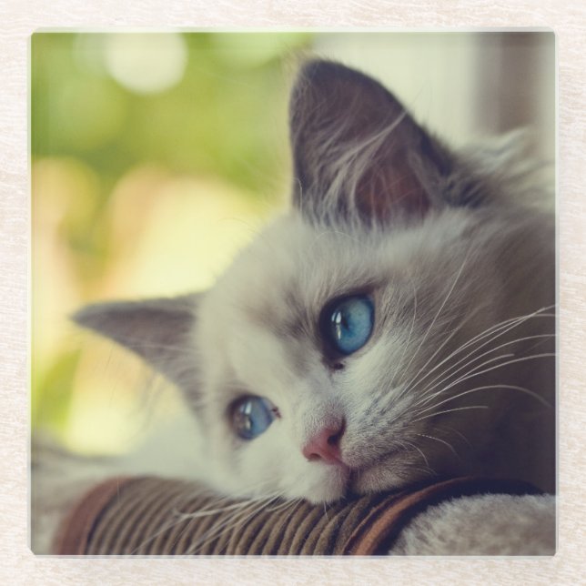 Ragdoll Kitten Glass Coaster (Front)