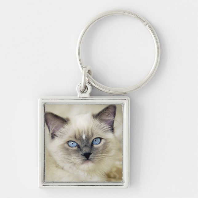 Ragdoll kitten keychain (Front)