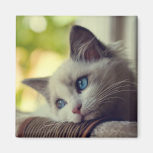 Ragdoll Kitten Magnet