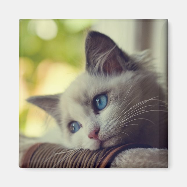 Ragdoll Kitten Magnet (Front)
