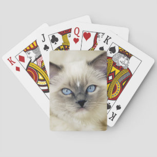 Ragdoll kitten playing cards