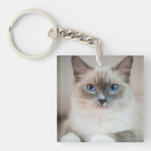 Ragdoll Kitten Portrait