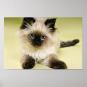 ragdoll kitten poster
