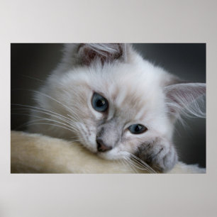 ragdoll kitten poster