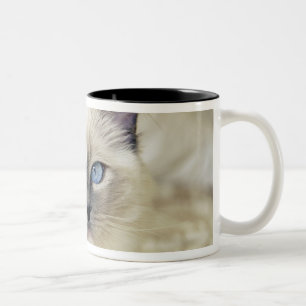 Ragdoll kitten Two-Tone coffee mug