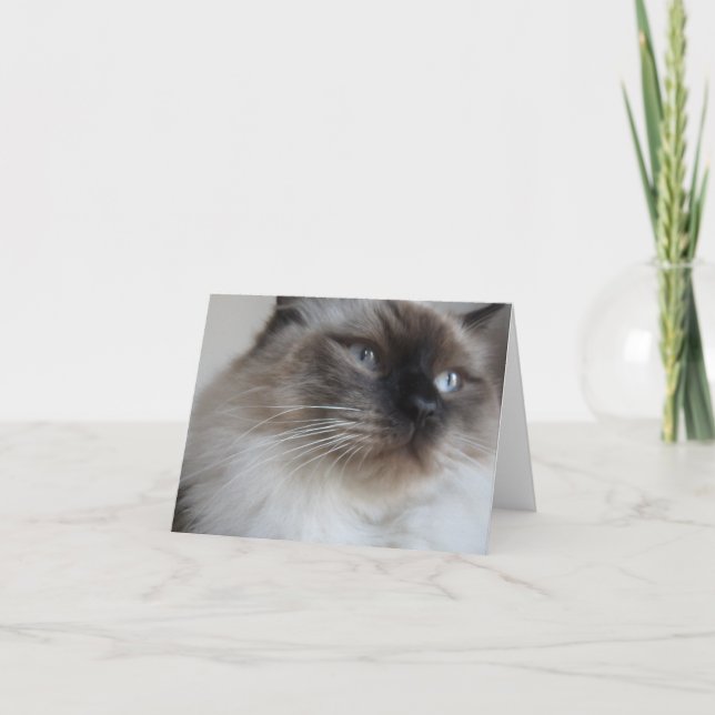 Ragdoll Kitty Card (Front)