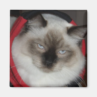 Ragdoll Kitty Magnet