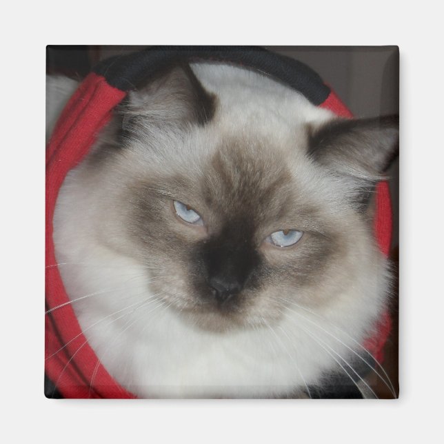 Ragdoll Kitty Magnet (Front)