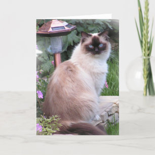 ragdoll Portrait Cards
