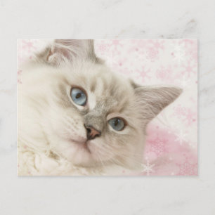 ragdoll postcard