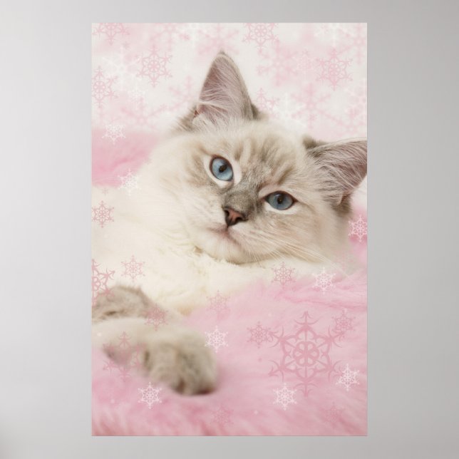 ragdoll poster (Front)