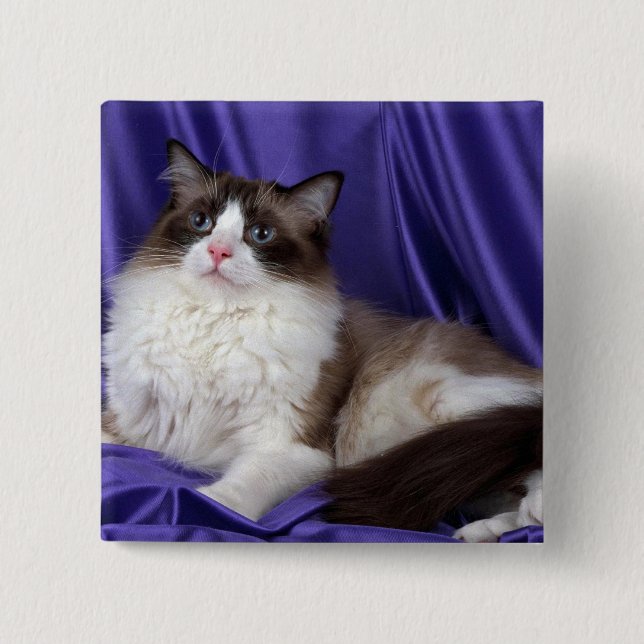 Ragdoll, seal bi-colour 2 inch square button (Front)