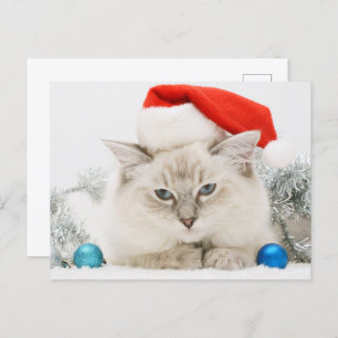 Ragdoll Wearing Santa Hat Postcard