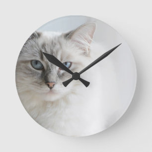 ragoll cat clock