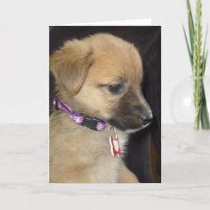 Rahja Card