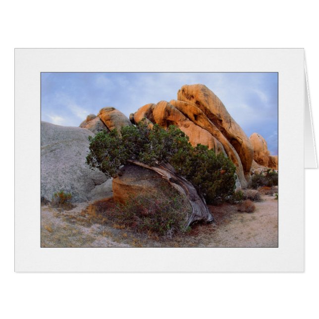 "Raid Back Juniper" (Devant horizontal)