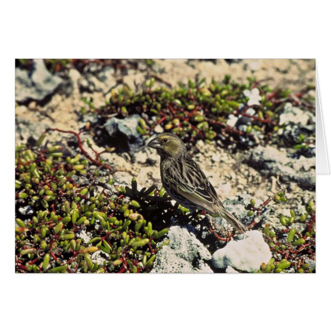 Raillis de Laysan (Devant horizontal)