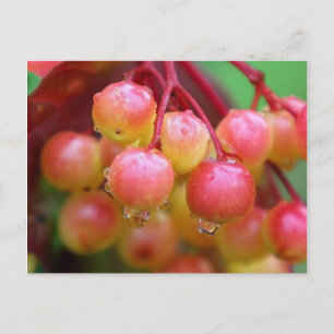 Rain and Berries Postcard