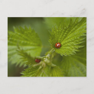 Rain Covered Ladybugs Postcard