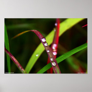 Rain Drops in Grass Poster