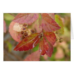 Rain Drops on Autumn Leaves