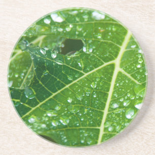 Rain Drops on Green Papaya Leaf Coaster