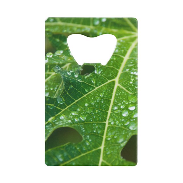 Rain Drops on Green Papaya Leaf Credit Card Bottle Opener (Front)