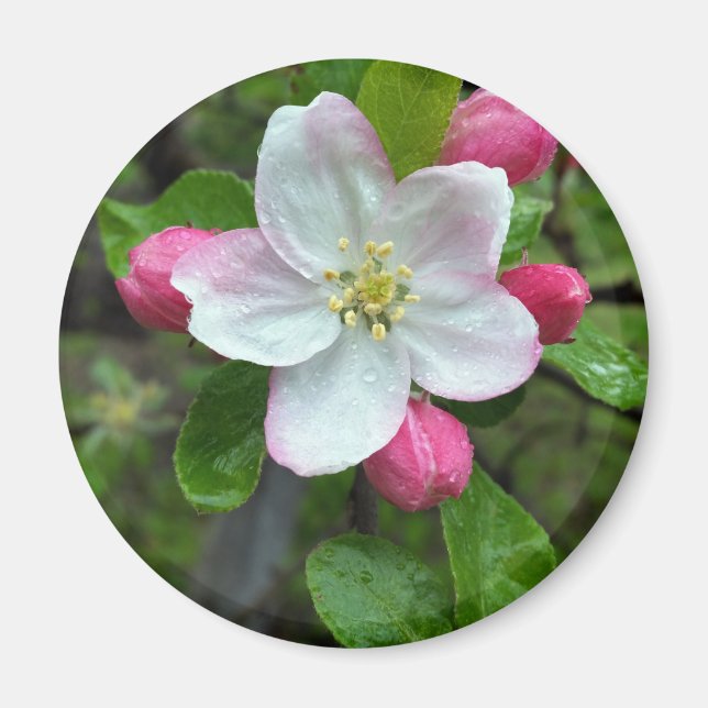 Rain drops on little flower magnet (Front)