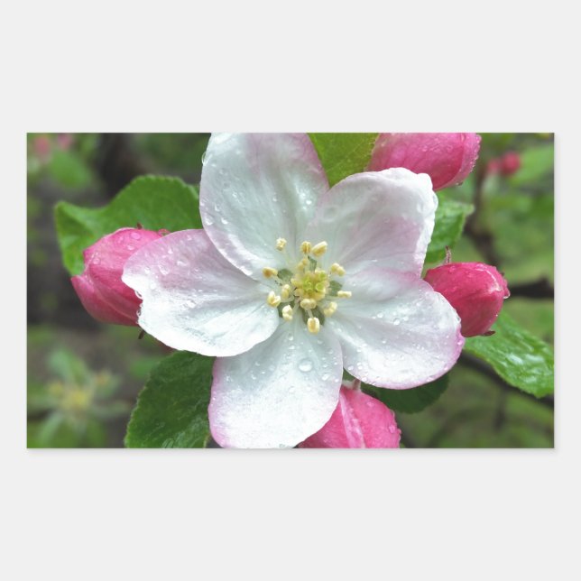 Rain drops on little flower sticker (Front)