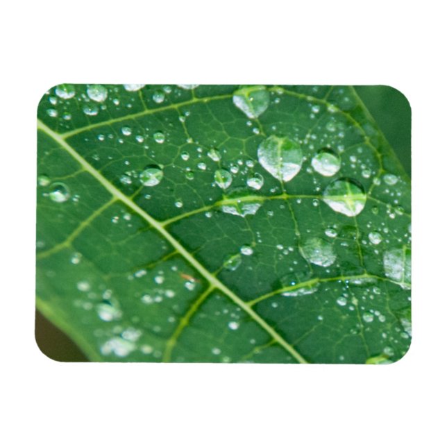 Rain Drops on Papaya Leaf Magnet (Horizontal)