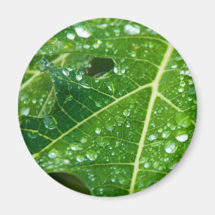 Rain Drops on Tropical Green Papaya Leaf Magnet