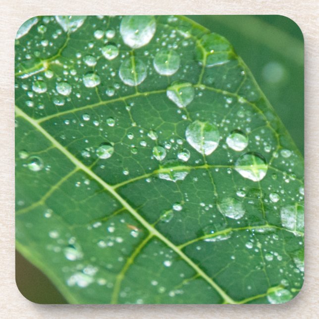 Rain Drops on Tropical Papaya Leaf Coaster (Front)