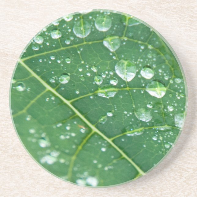 Rain Drops on Tropical Papaya Leaf Coaster (Front)