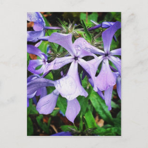 Rain Drops on Wildflowers#wildflower Postcard