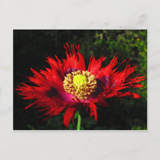 rain drops postcard