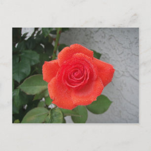 Rain-kissed rose postcard