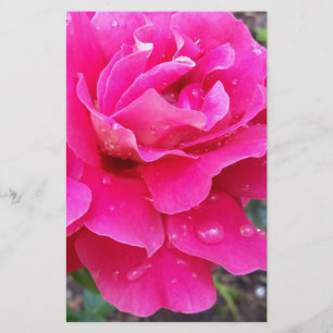 Rain on petals