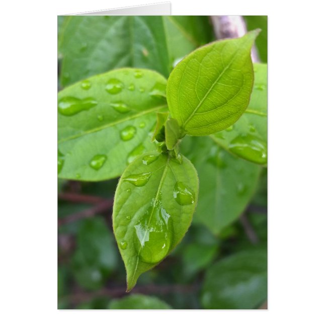 Rain over leaves (Front)