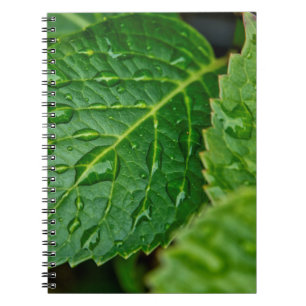 Rain raindrop waterdrop leaves wet notebook