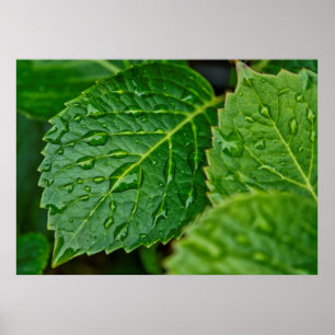 Rain raindrop waterdrop leaves wet poster