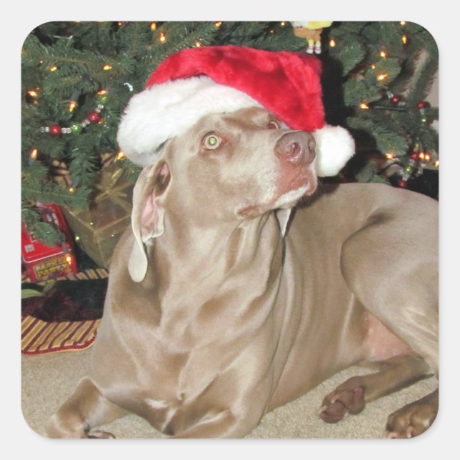 Rain The Weimaraner Santa Paws Stickers (Front)