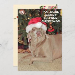 Rain the Weimaraner's Christmas 