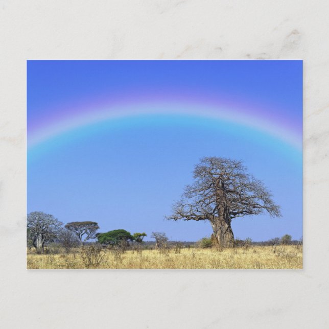 Rainbow and African baobab tree, Adansonia Postcard (Front)