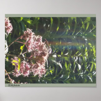 Rainbow and Dragonfly Poster