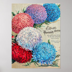 Rainbow Asters Vintage Flower Seed Catalog Art Poster