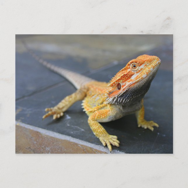 Rainbow Bearded Dragon Postcard (Front)