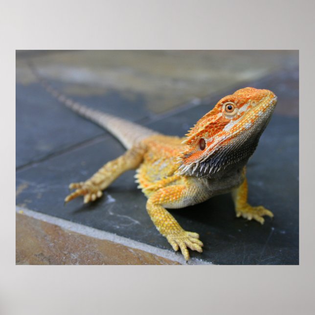Rainbow Bearded Dragon Poster (Front)
