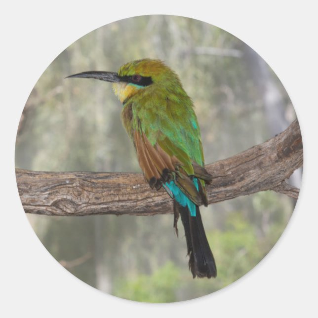 Rainbow bee-eater bird, Australia Classic Round Sticker (Front)