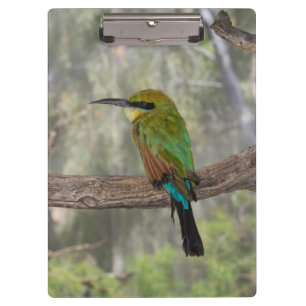 Rainbow bee-eater bird, Australia Clipboard