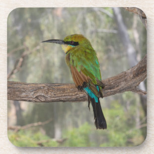 Rainbow bee-eater bird, Australia Coaster